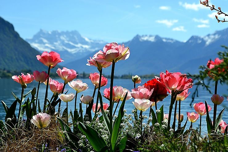 Printemps au Lac Léman, Suisse