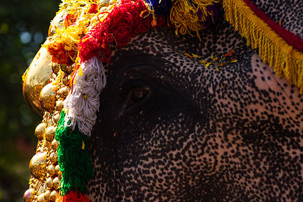 Eléphant magestueux au Kerala au Sud de l'Inde