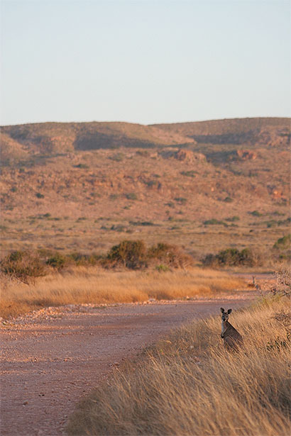 Kangourou Kangourou