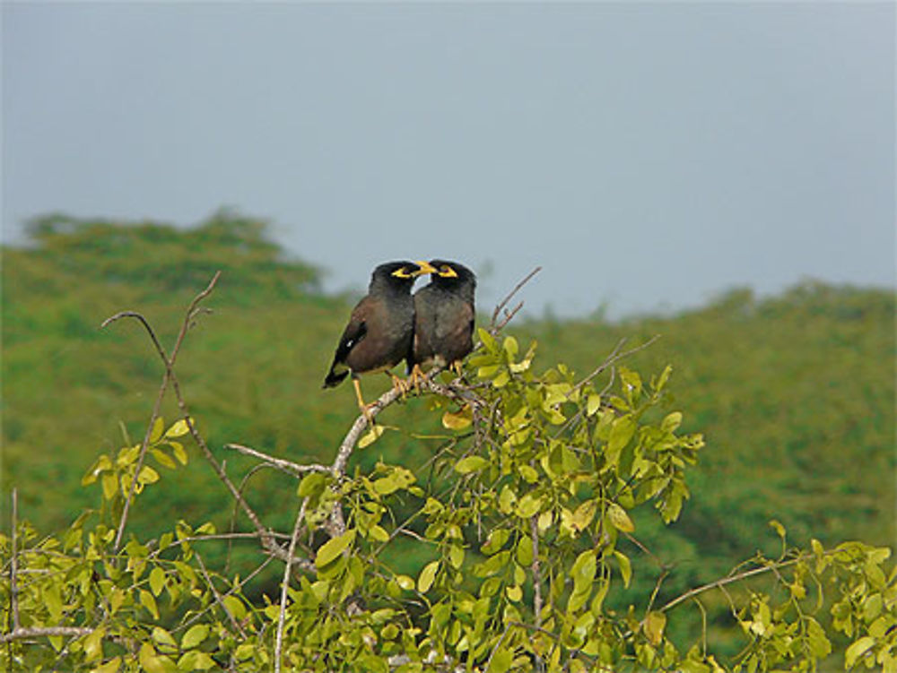 Deux amoureux