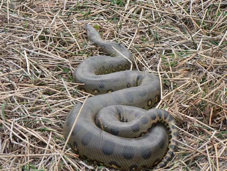 Anaconda des Llanos Anaconda des Llanos