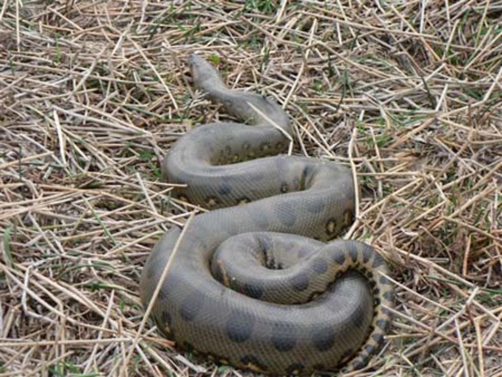 Anaconda des Llanos