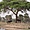 Chevaux prenant l'ombre dans le nord du Cameroun