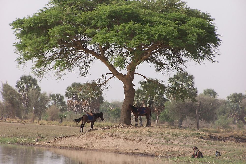 Chevaux prenant l'ombre dans le nord du Cameroun