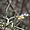Sarcostemma daltonii,  endémique du Cap Vert