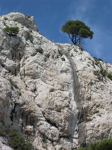 Arbre solitaire Arbre solitaire