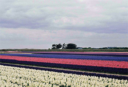 Champ de fleurs à Tronoen Champ de fleurs à Tronoen