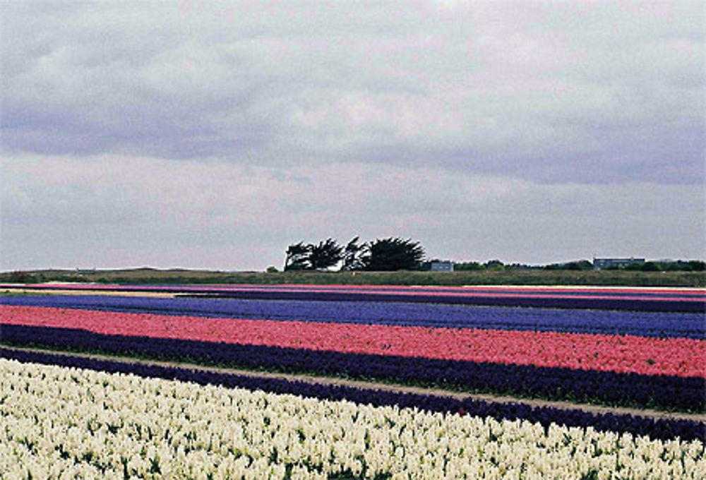 Champ de fleurs à Tronoen