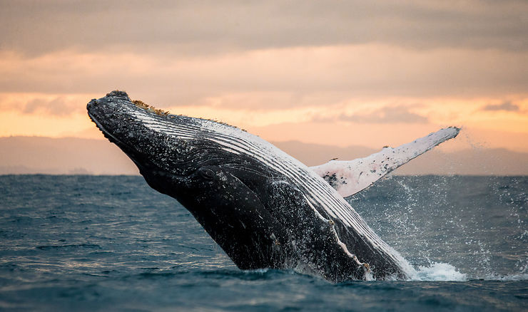 Observer les baleines à Sainte-Marie - Madagascar