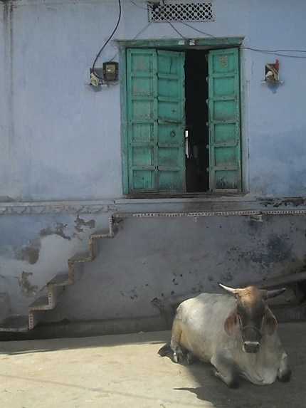 Vache à Udaipur
