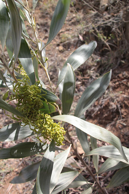 Acacia holosericea