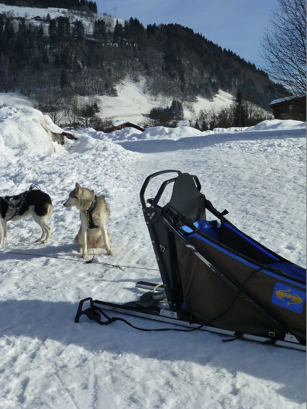 Chiens de traîneau à  Praz-sur-Arly