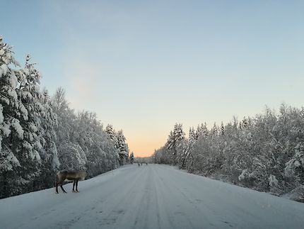 Harmonie au départ de Rovaniemi 