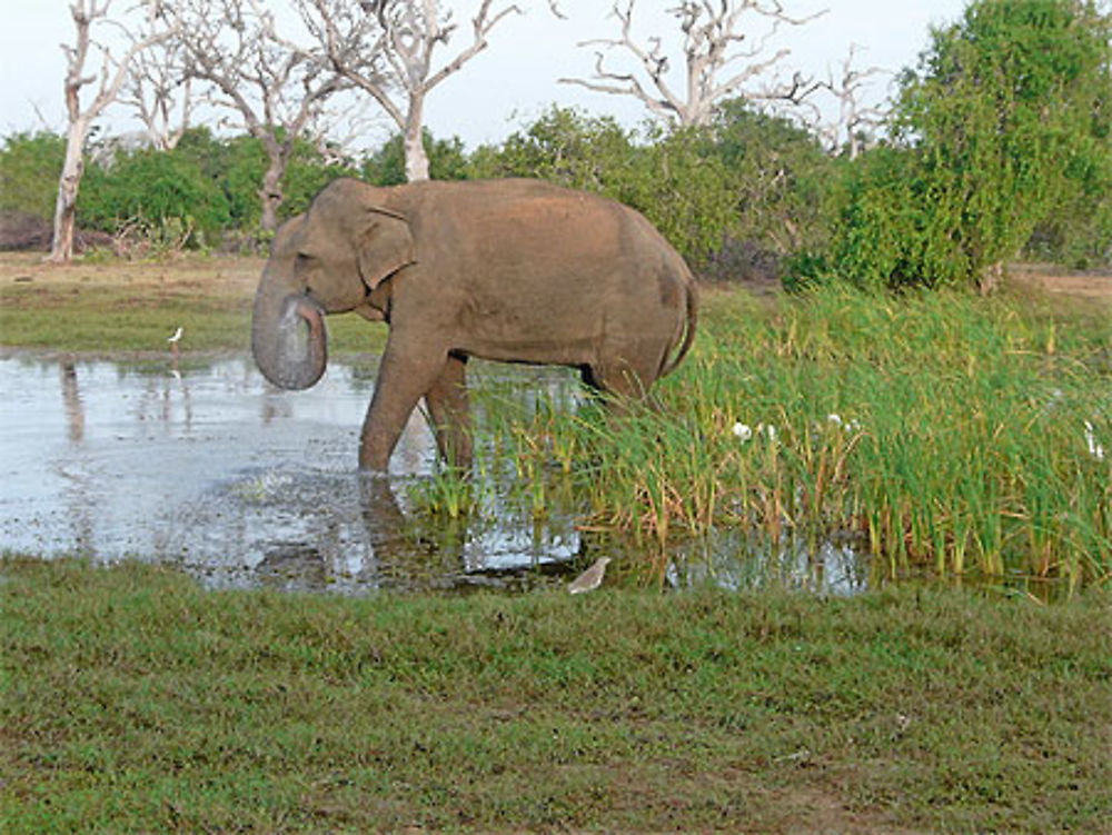 Eléphant à Bundala