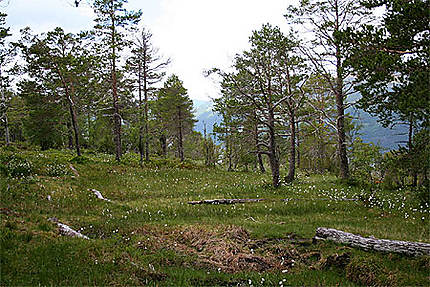 Forêt norvégienne
