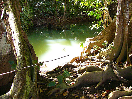Mangrove Mangrove