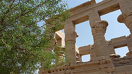 Temple de philae et feuillage