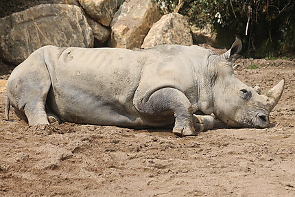 Le repos du rhinocéros blanc