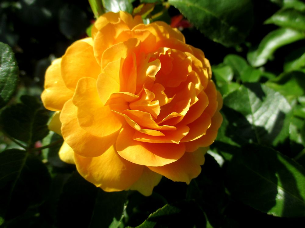 La rose jaune