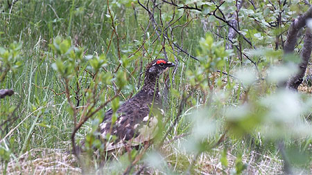 Perdrix Lagopède Perdrix Lagopède