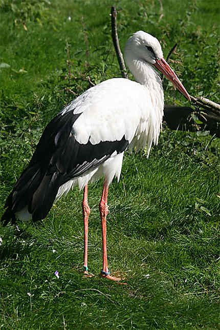 Une cigogne blanche