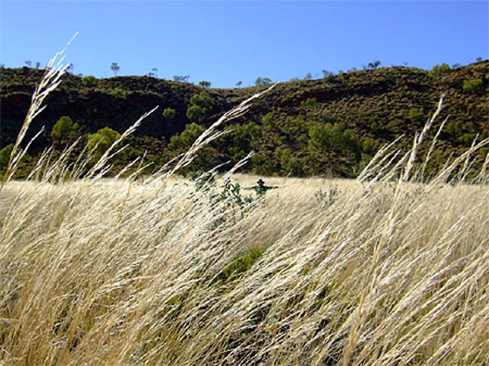 Perdu dans les herbes