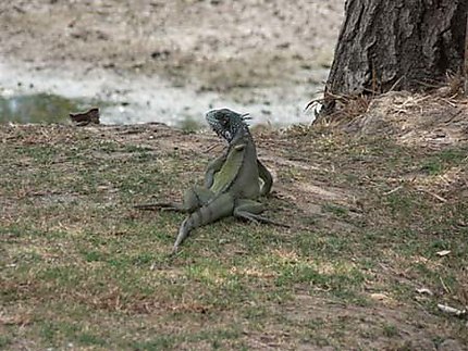 Iguane des Llanos