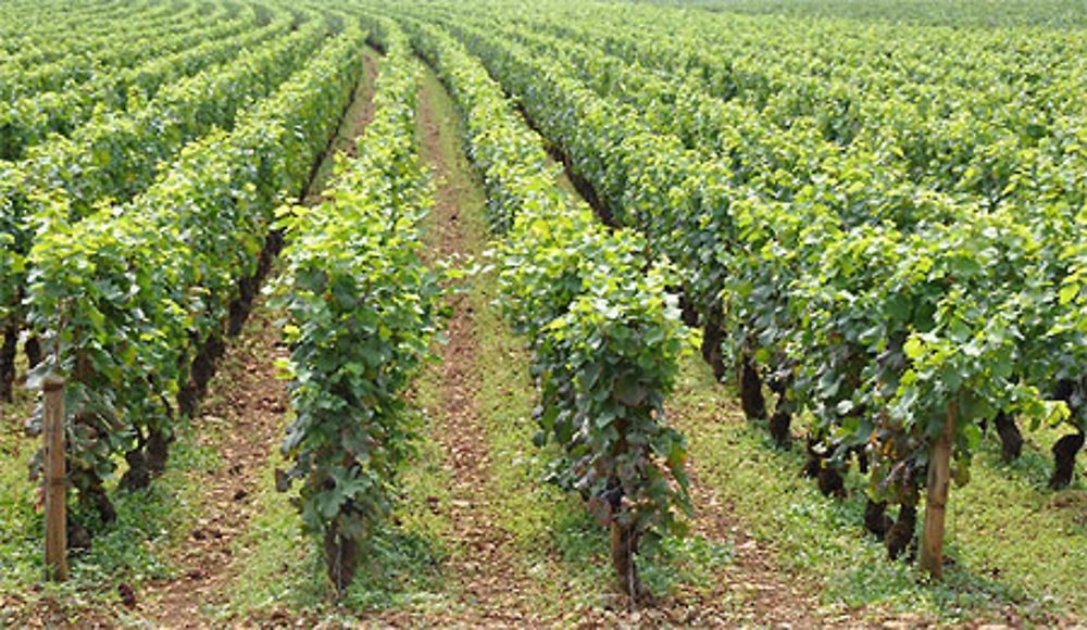 Vignoble d'aloxe corton