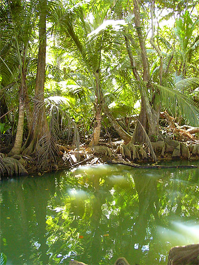 Mangrove Mangrove