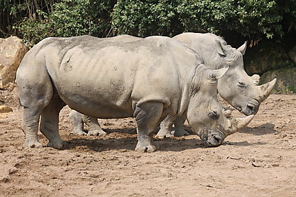 Deux rhinocéros (zoo d'Amnéville)