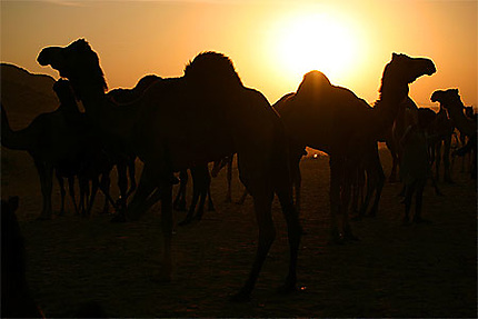 Lors de la foire aux chameaux de Pushkar