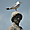 Statue et oiseaux