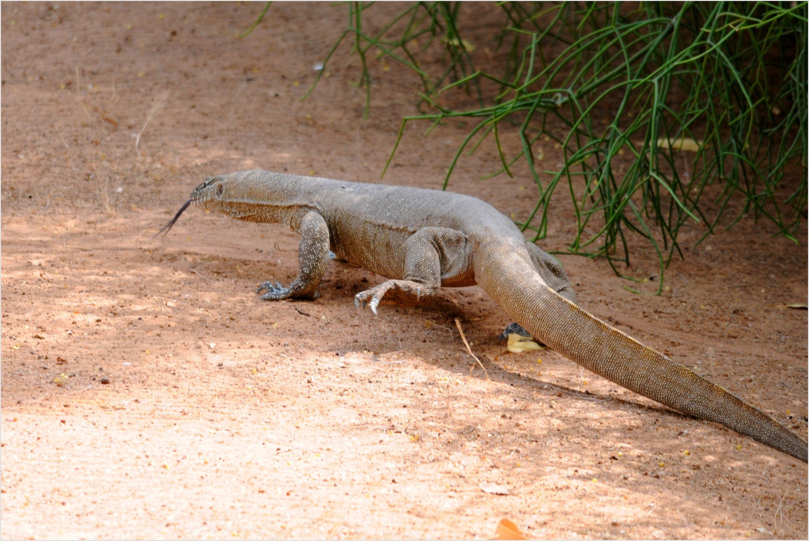 Varan : Reptiles : Animaux : Animaux : Siné Saloum : Sénégal : Routard.com