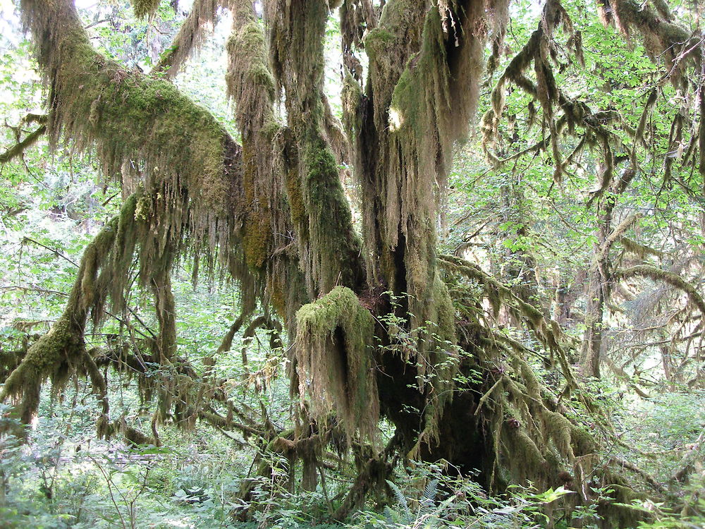 La "Hoh Rain Forest"