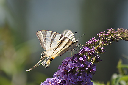 Papillon Flambé - Iphiclides Podalirius