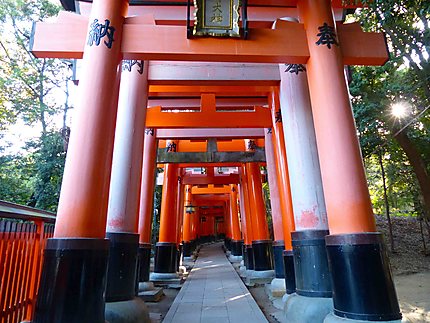 Sanctuaire Fushimi Inari - Torii