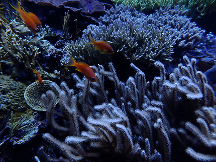 Aquarium de Seattle - USA