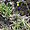 Launaea picridioides, endémique du cap vert