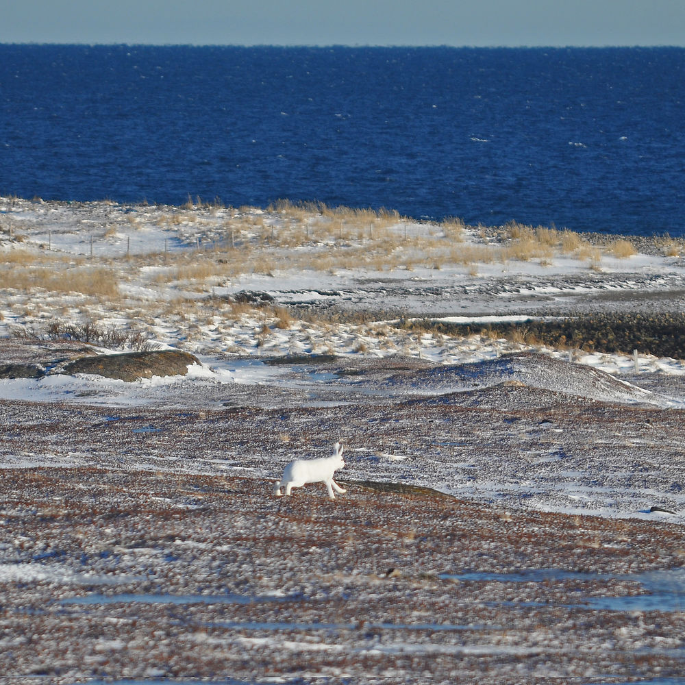 Le lièvre des neiges dans la toundra du Varanger