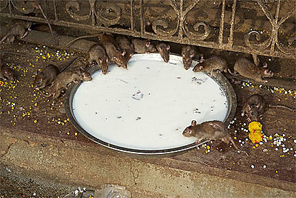Deshnok : Temple de Karni Mata et ses rats
