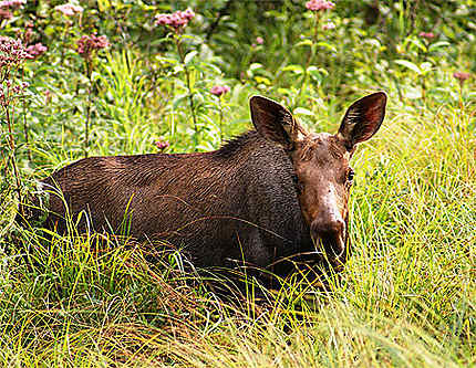 Veau moose (orignal) dans son élèment naturel