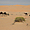 Dromadaires dans le désert de Liwa