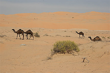 Dromadaires dans le désert de Liwa