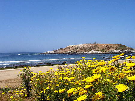 Île de pingouins Île de pingouins