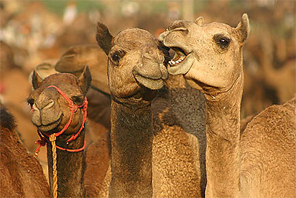 Lors de la foire aux chameaux de Pushkar