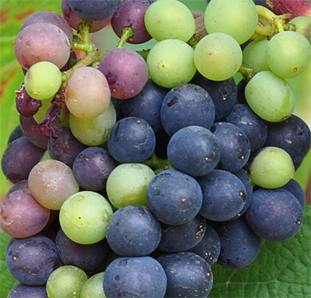 Bientôt les vendanges ...