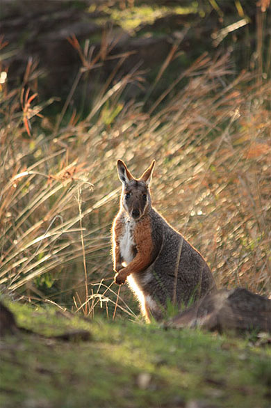 Rock Wallaby Rock Wallaby