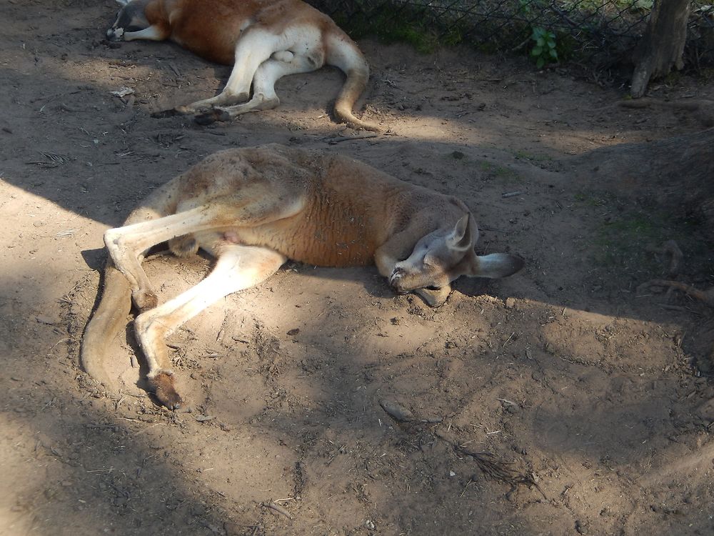 La sieste du Kangourou