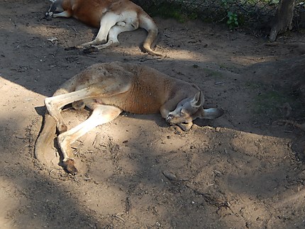 La sieste du Kangourou