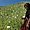 Femme Lahu dans un champ de pavot